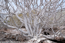 Galapagos-Pflanzen3.jpg